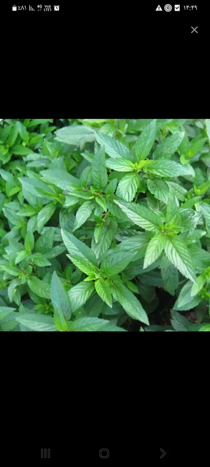 ریشه نعنا|گل و گیاه طبیعی|نیشابور, کوی فرهنگیان|دیوار