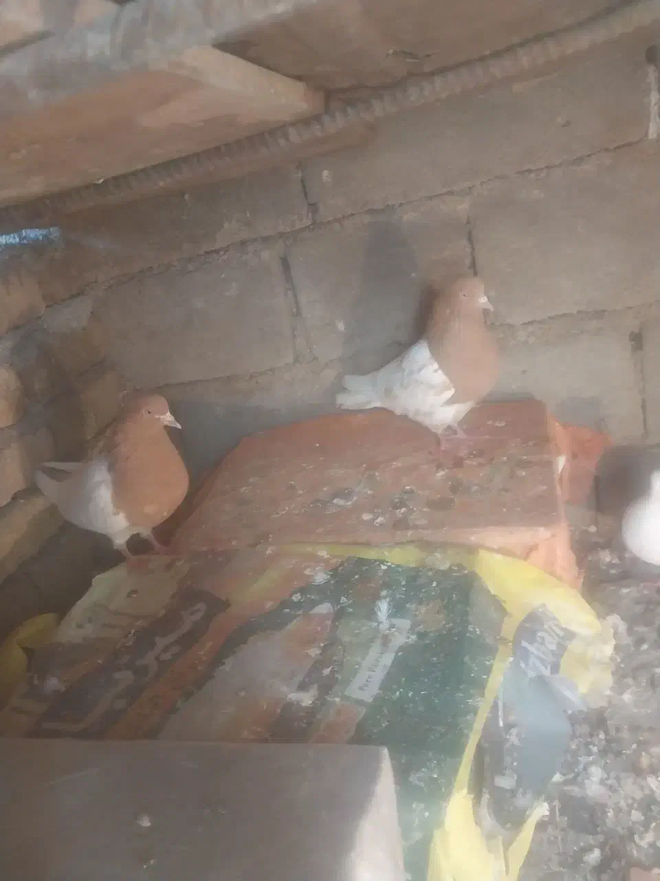 کبوتر|پرنده|الشتر, |دیوار