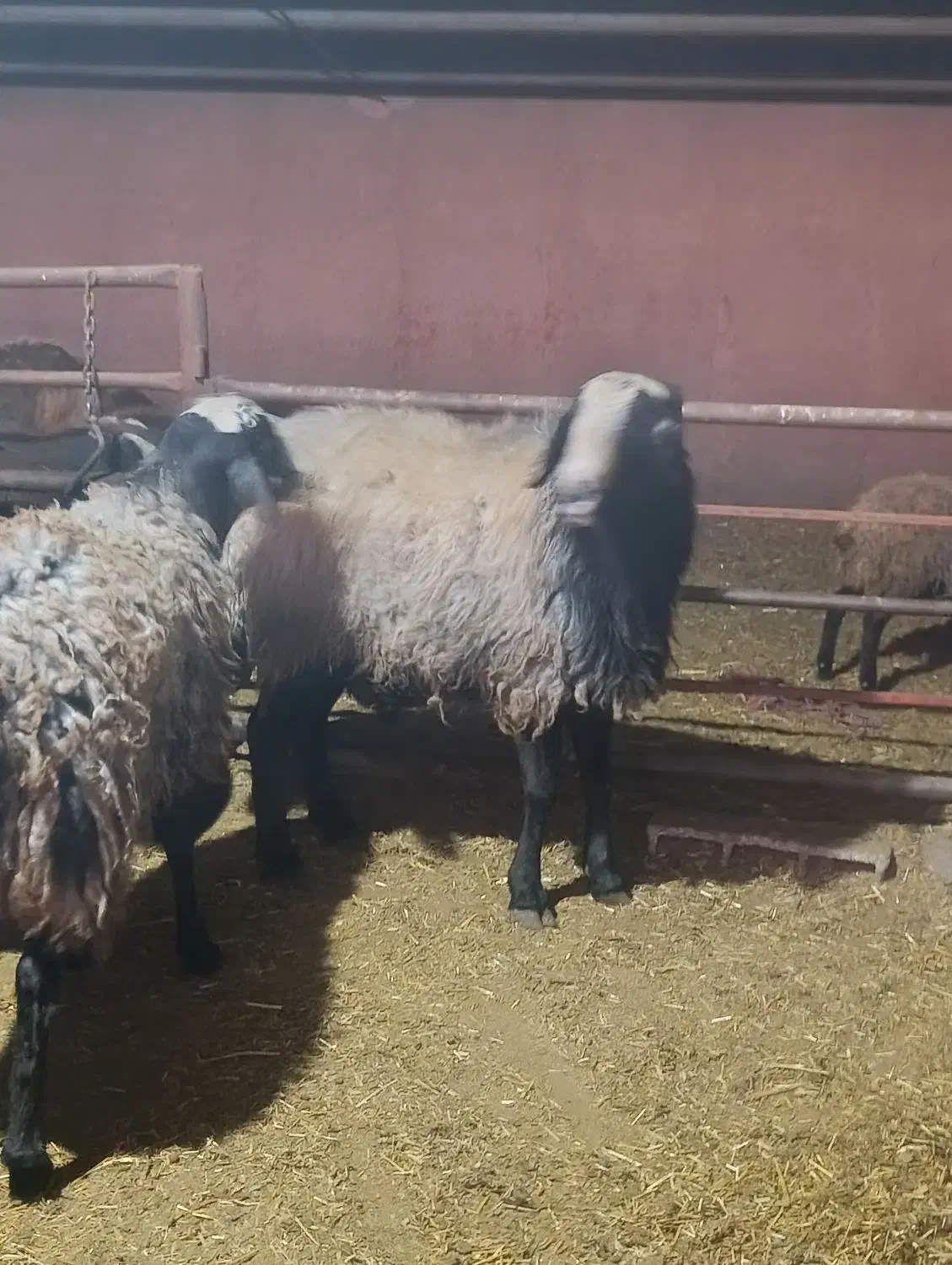 قوچ شال اسیل|حیوانات مزرعه|اقبالیه, |دیوار