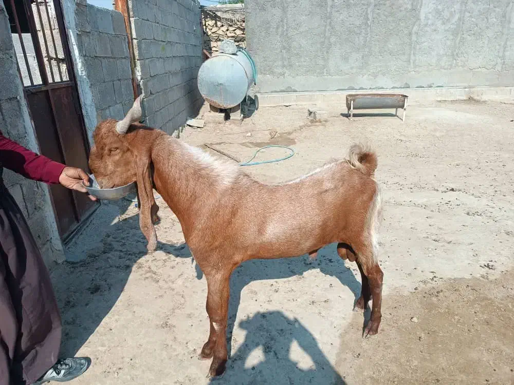 پازن|حیوانات مزرعه|شنبه و طسوج, |دیوار