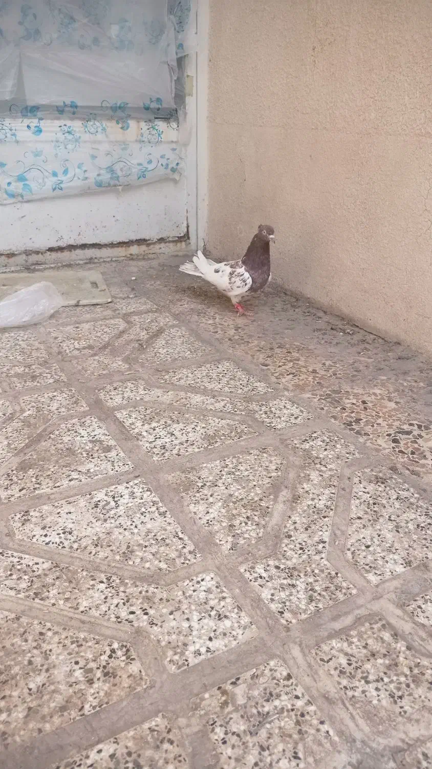 کفتر|پرنده|مشهد, کارمندان دوم|دیوار