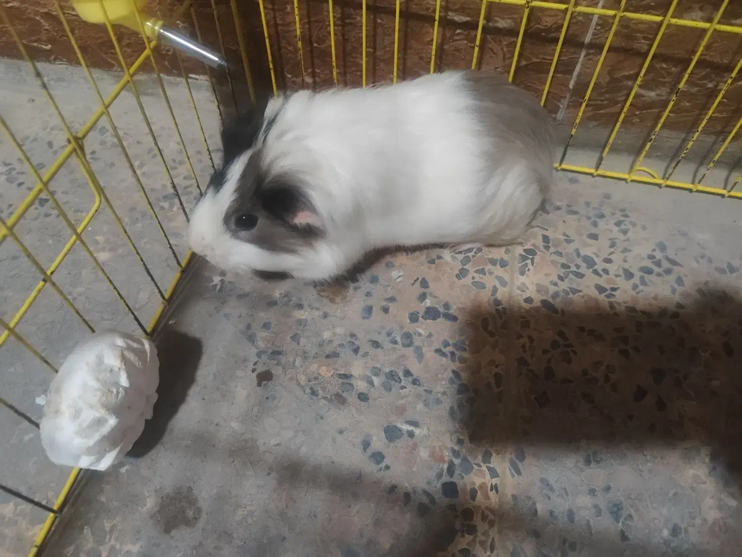 (فروش)|موش و خرگوش|بندر امام خمینی, |دیوار