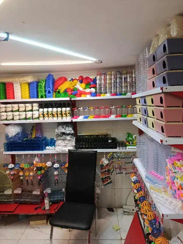 کفتر|پرنده|اردبیل, |دیوار