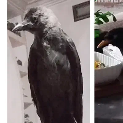 مرغ مینا سخنگو|پرنده|گرگان, |دیوار