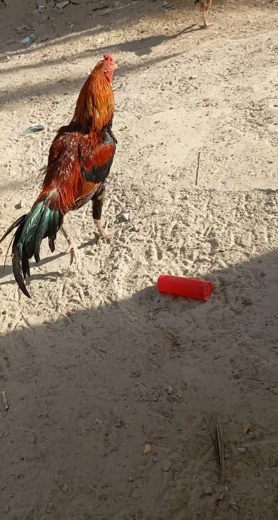 ۲میلیون قیمت حراج|پرنده|نیک شهر, |دیوار