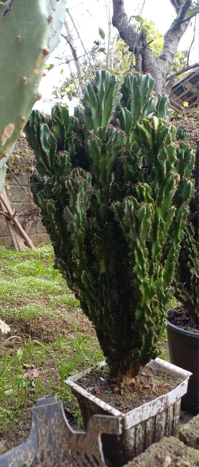 گل صخره ای آستانه اشرفیه|گل و گیاه طبیعی|آستانه اشرفیه, |دیوار