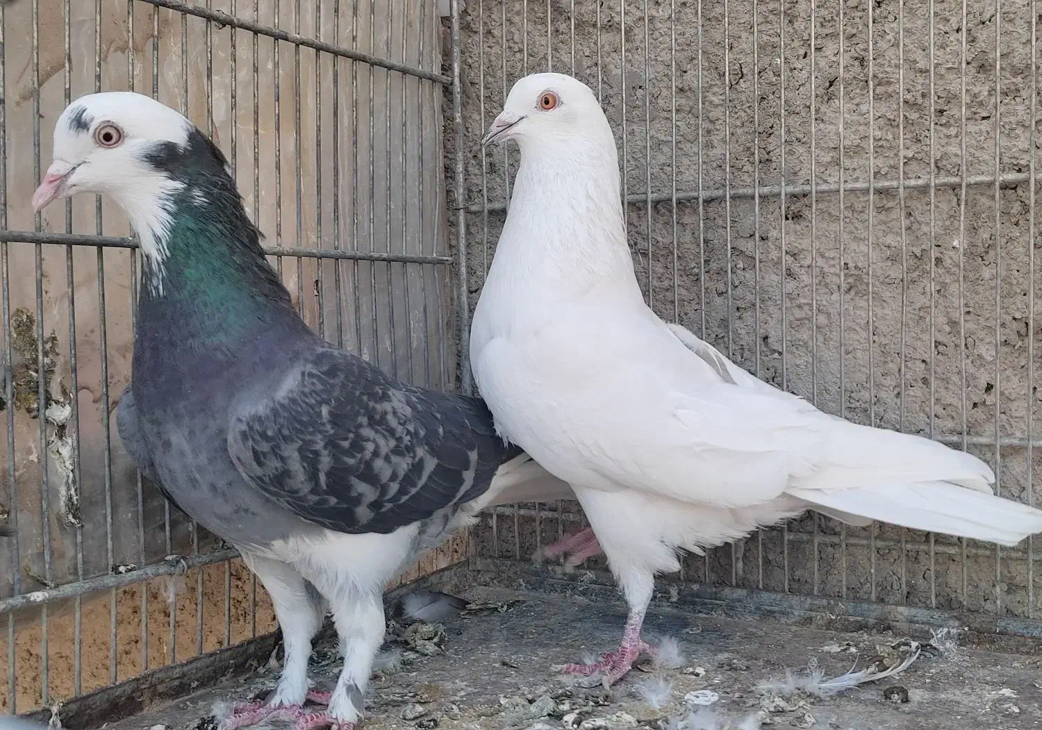 کفتر|پرنده|محمدشهر, جعفرآباد|دیوار