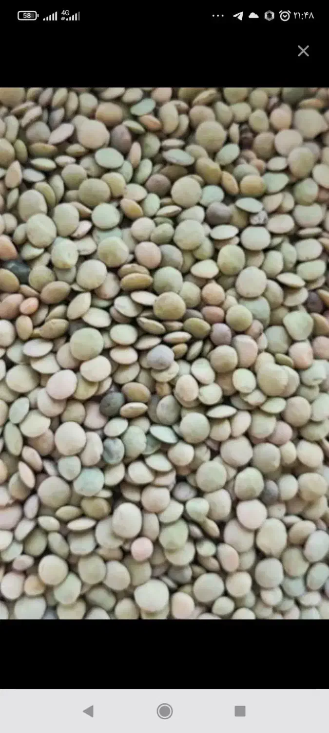 عدس خوب درشت زود پز|خوردنی و آشامیدنی|سجاس رود, |دیوار