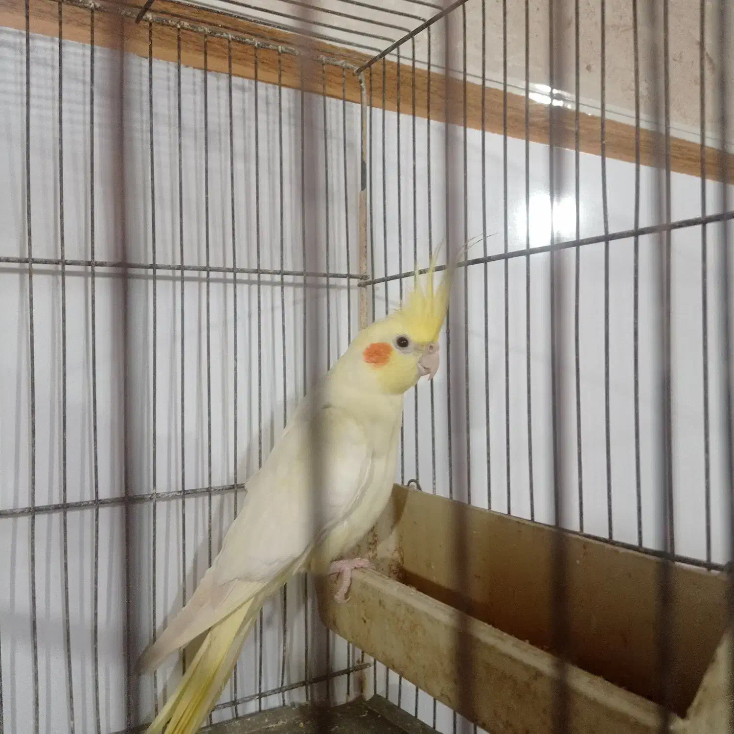 عروس هلندی نر آماده بشرت|پرنده|لنگرود, |دیوار