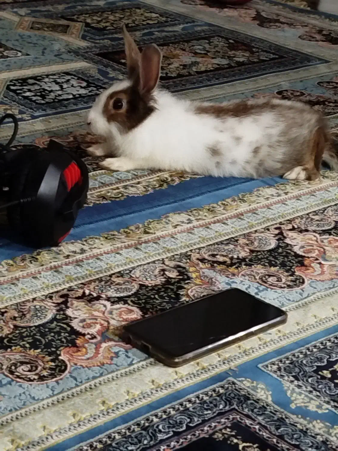 فروش خرگوش|موش و خرگوش|شهریار, شهریار|دیوار