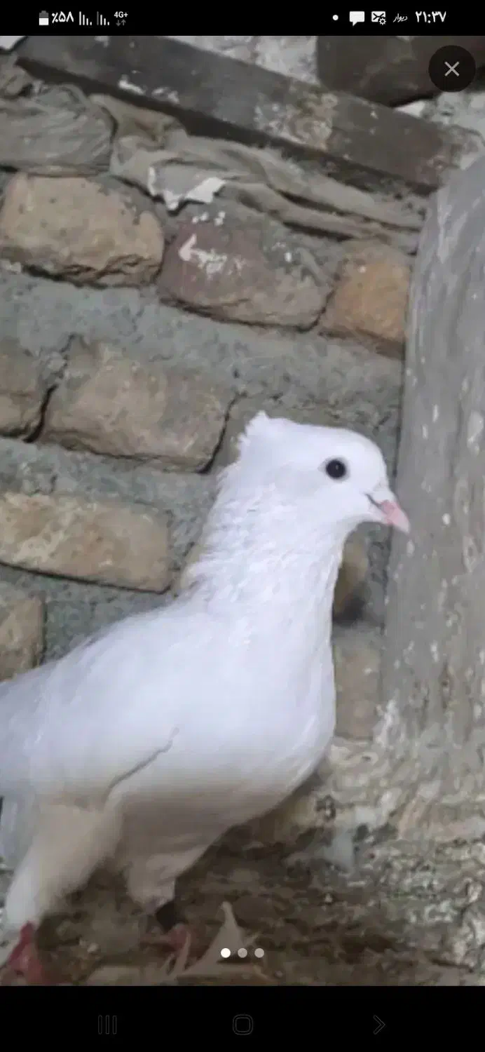 قلیون سرخدار دوسیب معاوضه باکبوتر|صنایع دستی و سایر لوازم تزئینی|گرگان, |دیوار