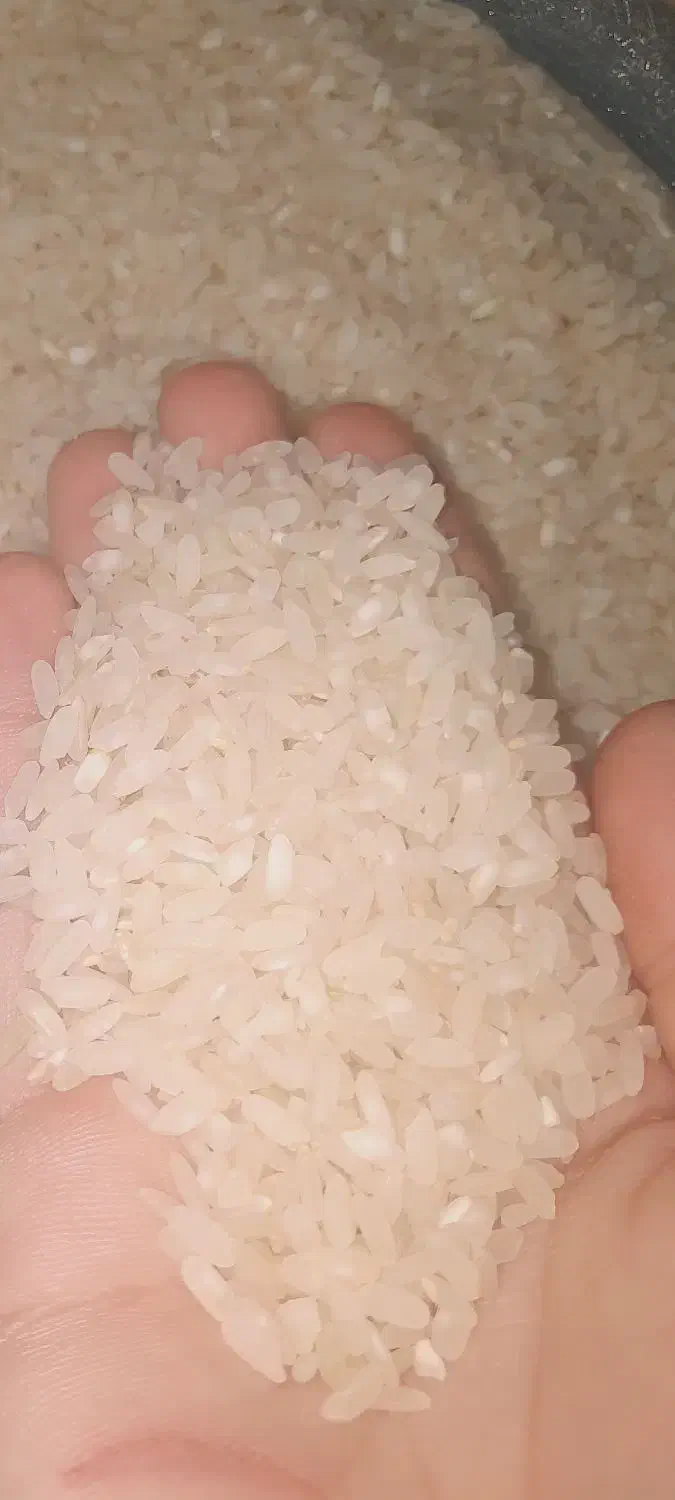 برنج کامفیروزی|خوردنی و آشامیدنی|شیراز, شهرک فرهنگیان|دیوار