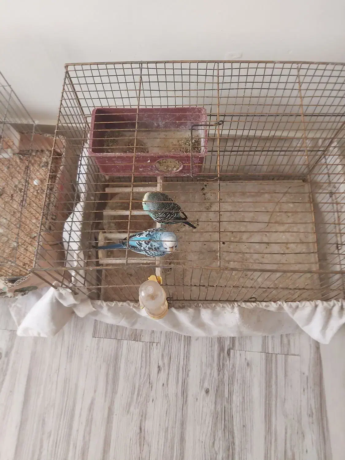 فروش فوری مرغ عشق|پرنده|اندیشه, اندیشه فاز ۲|دیوار