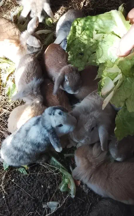 خرگوش‌لپ‌سالم|موش و خرگوش|نیشابور, بنیاد شهید|دیوار