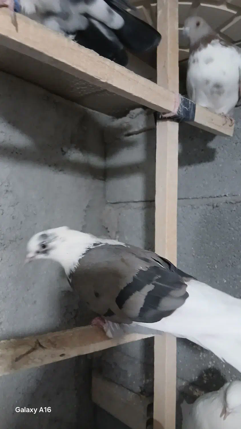 چند تا کبوتر خوب|پرنده|باغ حلی, |دیوار