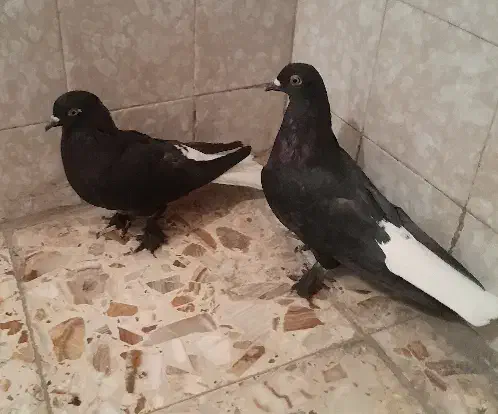 تعدادی کبوتر|پرنده|بهبهان, |دیوار