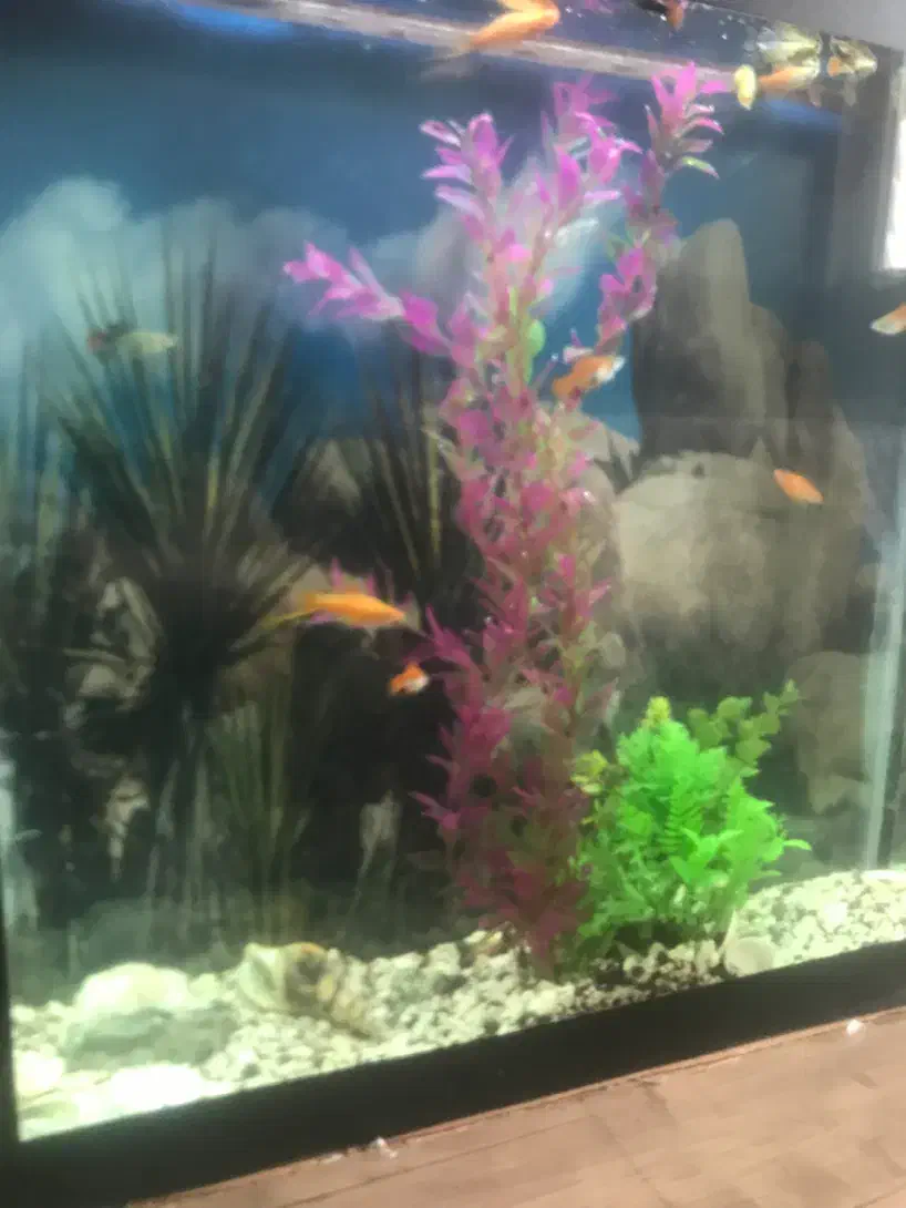 اکواریوم با لوازم و ماهی|ماهی|مشهد, ادیب نیشابوری (شهرک غرب)|دیوار