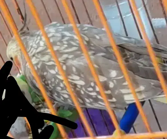 عروس هلندی ماده|پرنده|گرگان, |دیوار