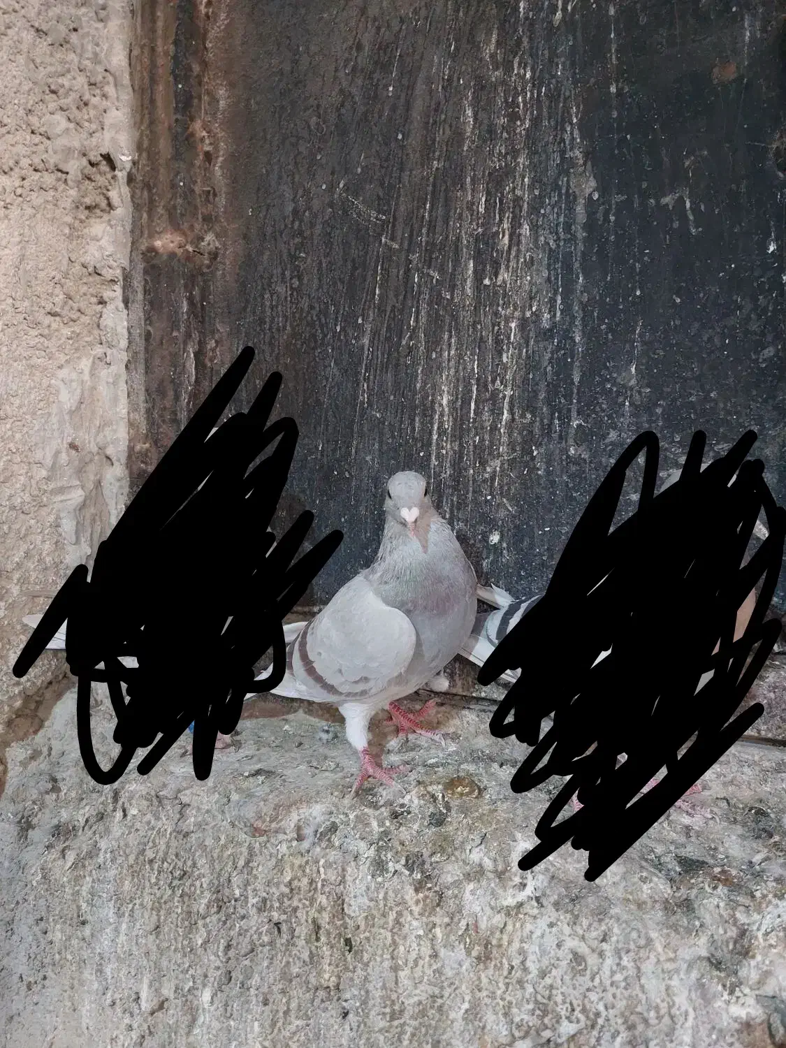 کبوتر|پرنده|برازجان, |دیوار