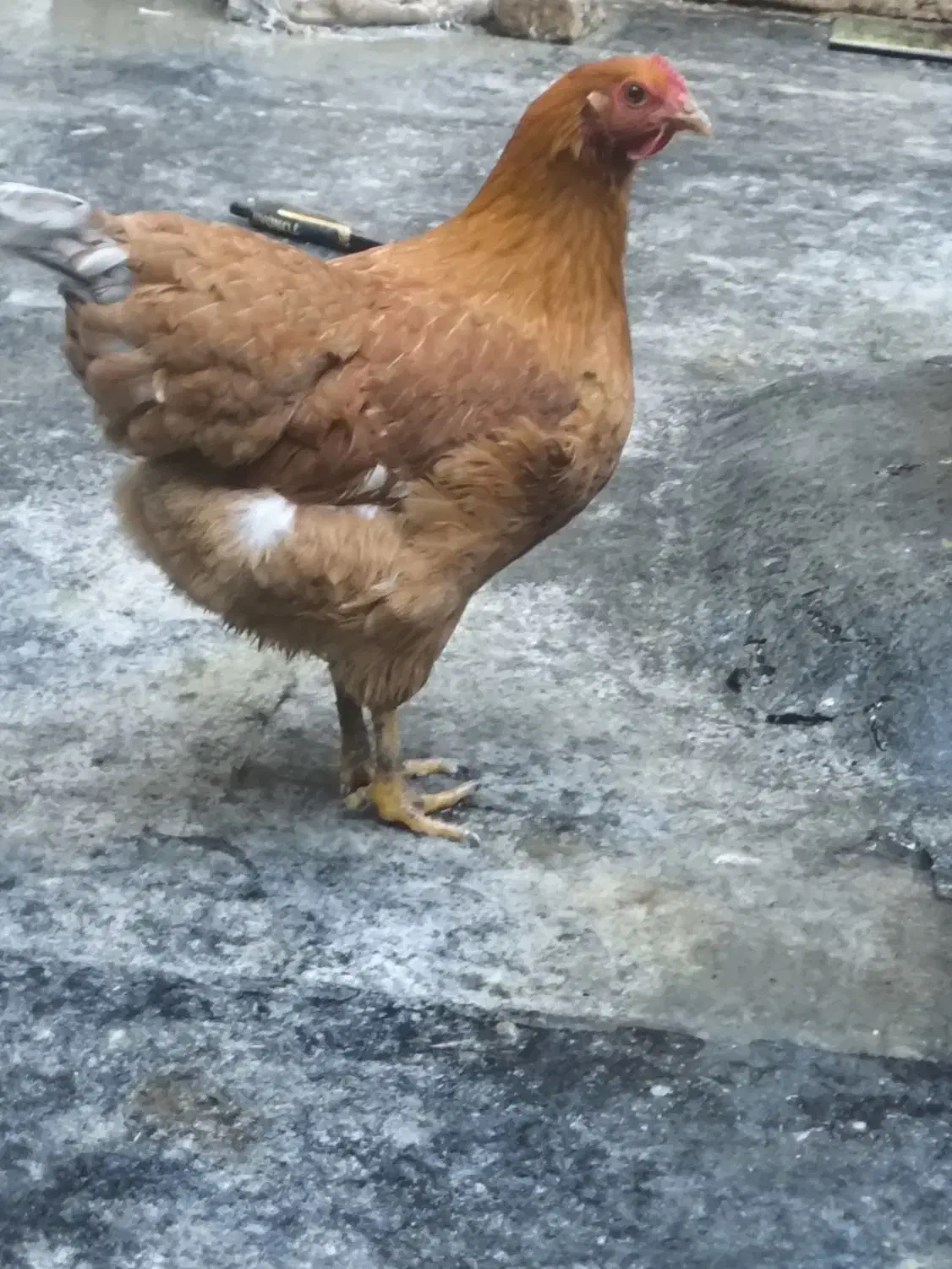 مرغ رسمی|حیوانات مزرعه|پاکدشت, حصار امیر|دیوار