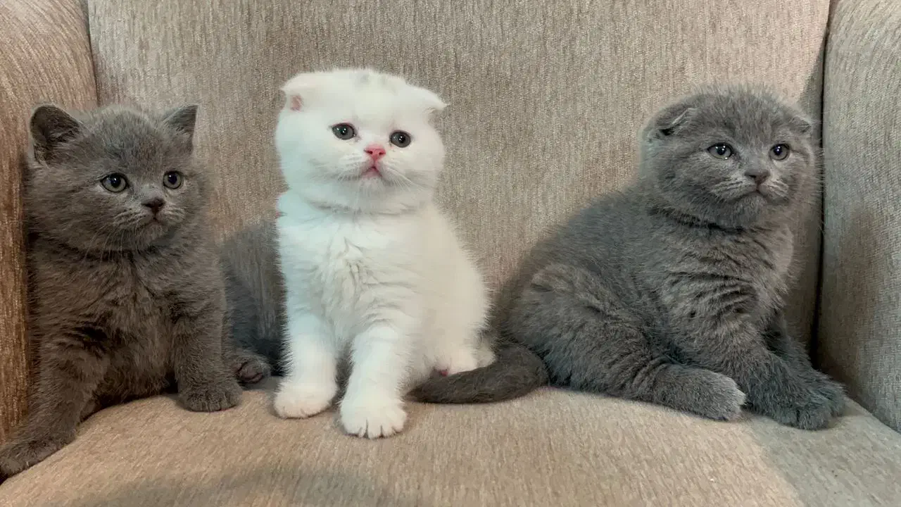 بچه گربه های پرشین اسکاتیش بریتیش زیبا|گربه|آبادان, |دیوار