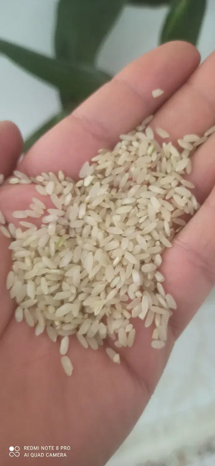 برنج لنجان|خوردنی و آشامیدنی|لنجان, |دیوار