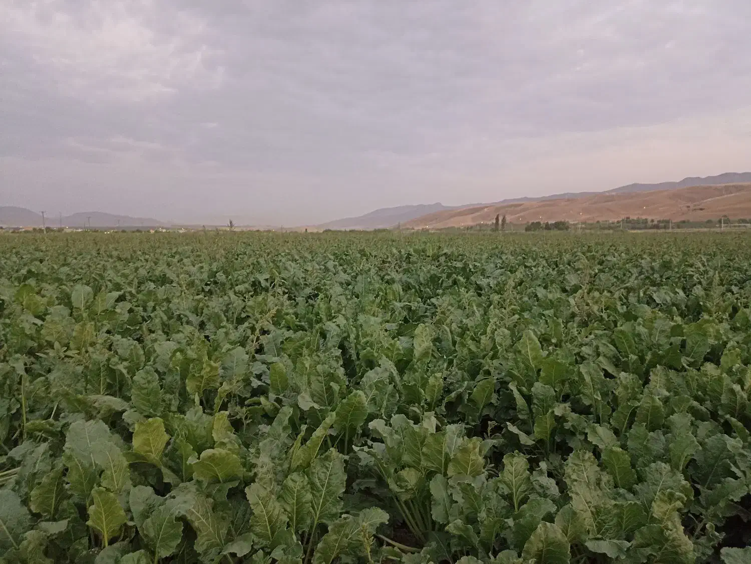 فروش زمین مسکونی|فروش زمین و ملک کلنگی|زاغه, |دیوار