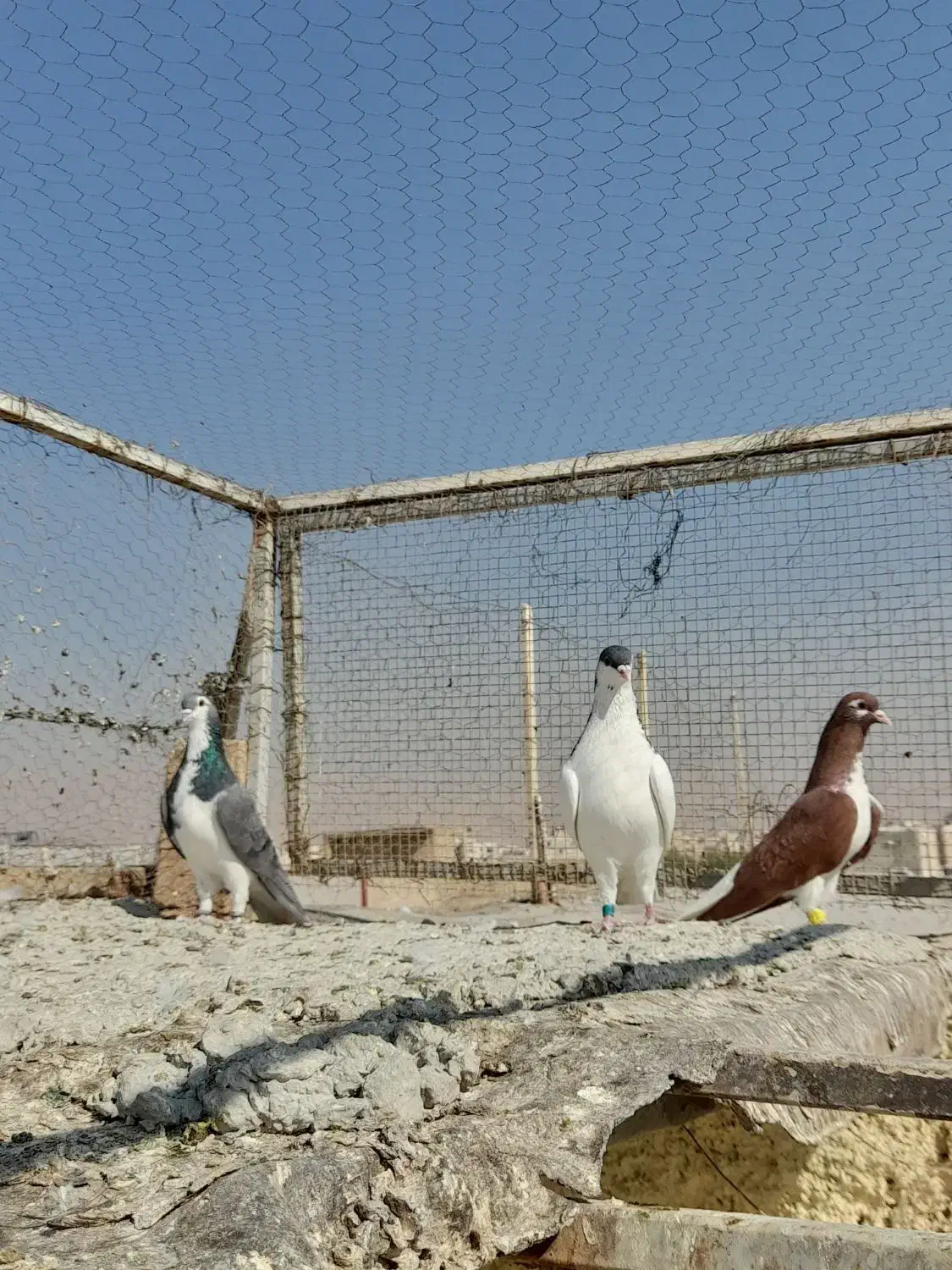 کبوتر بهبونی|پرنده|شیراز, شیخ علی چوپان|دیوار