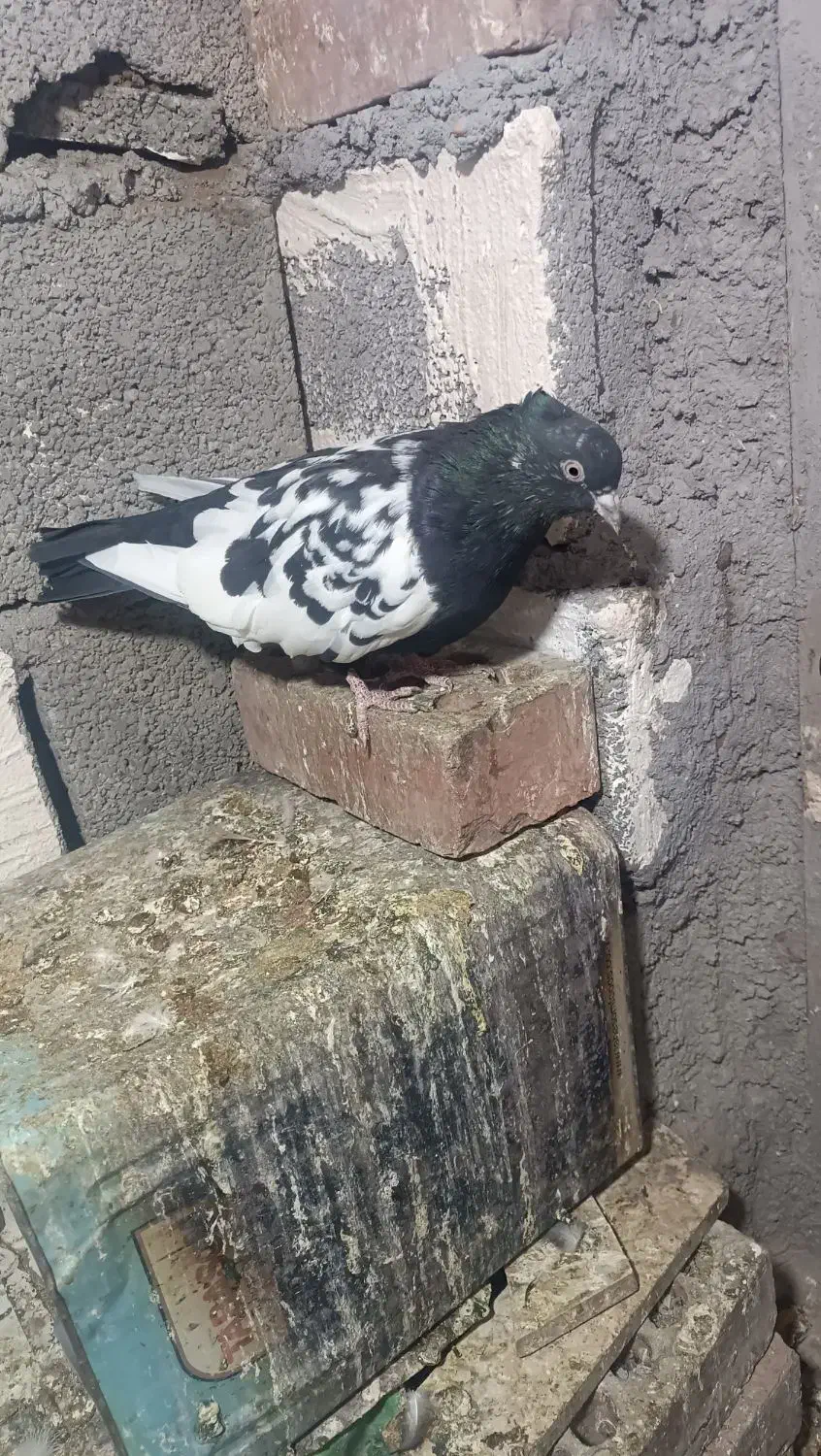 ماده سینه سیاه|پرنده|کرمان, |دیوار