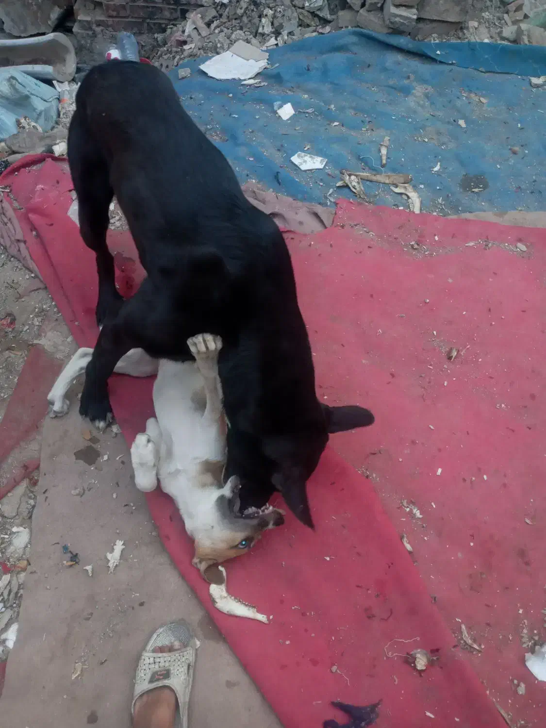 سگ نگهبان|سگ|تهران, فلاح|دیوار