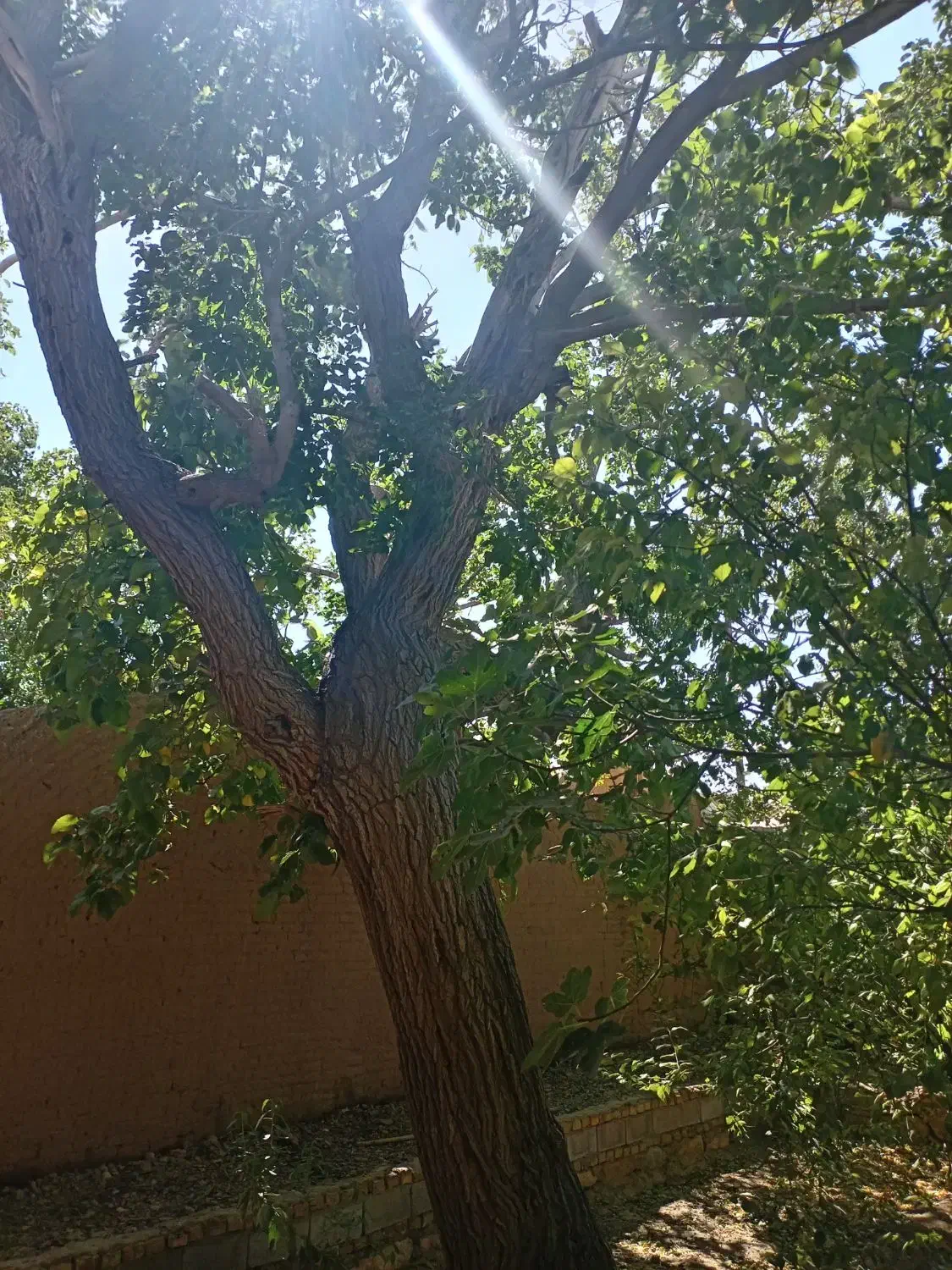 خانه باغ قدیمی نصراباد بعداز تفت واسلامیه|فروش خانه و ویلا|تفت, |دیوار