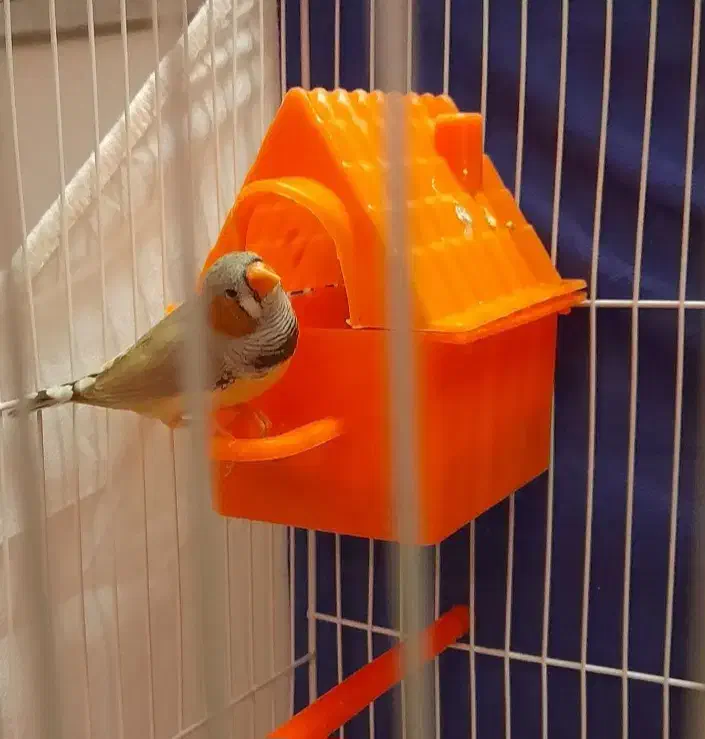 فنچ زبرا نر درشت خونگی سلامت|پرنده|مشهد, هفت تیر (آب و برق)|دیوار