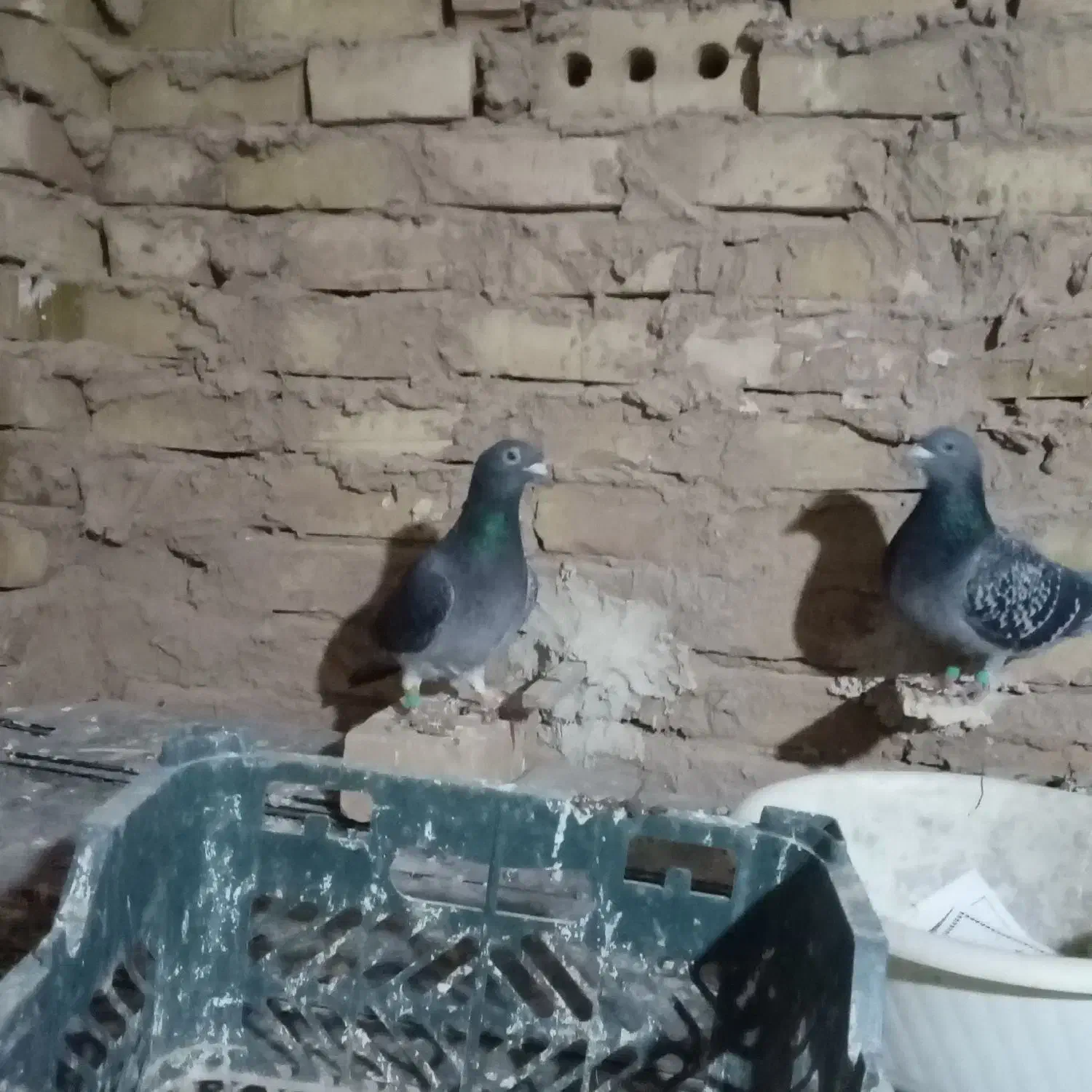 کفتر|پرنده|مشهد, کوشش|دیوار