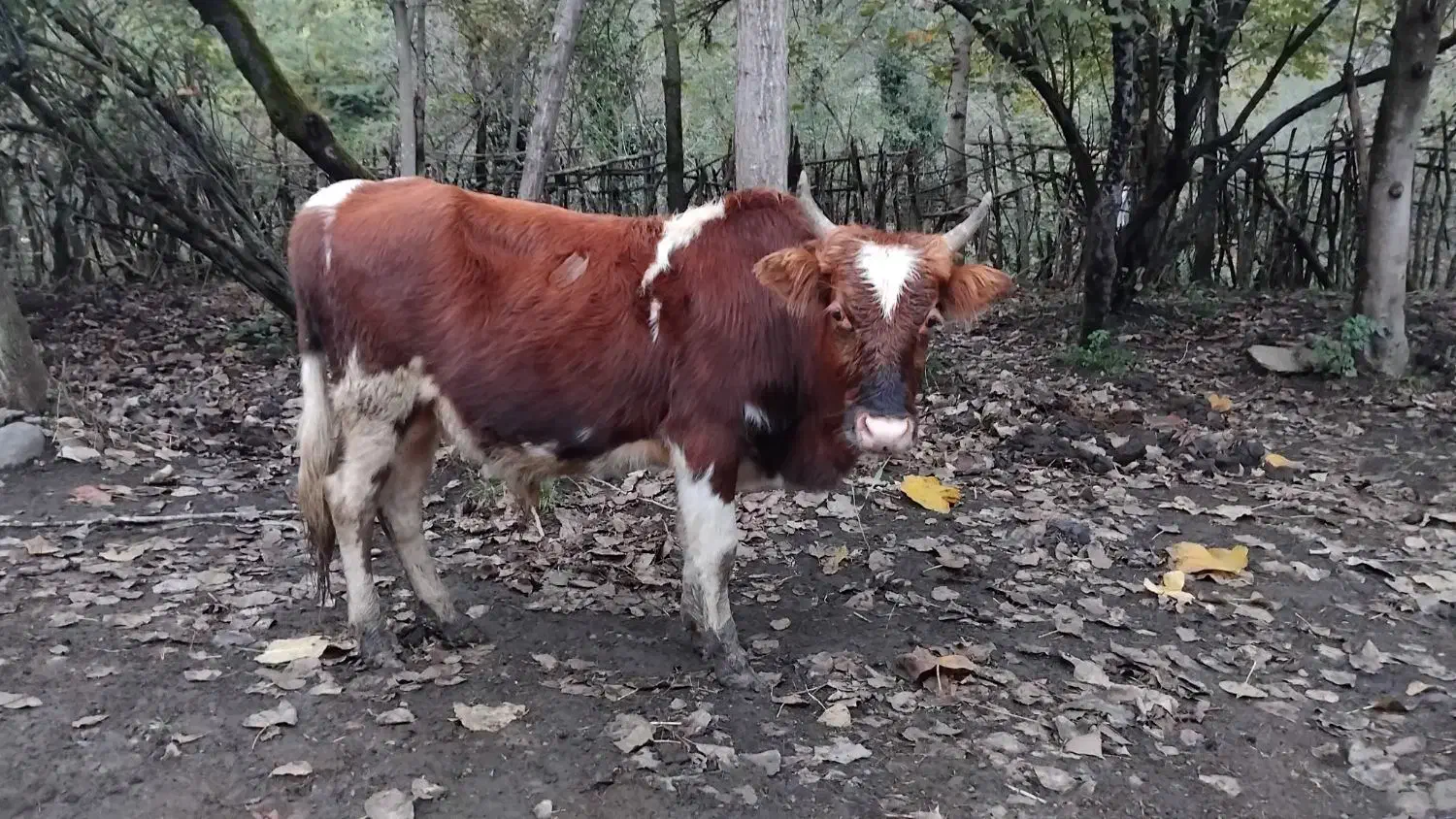 فروش کل ورزا محلی|حیوانات مزرعه|املش, |دیوار