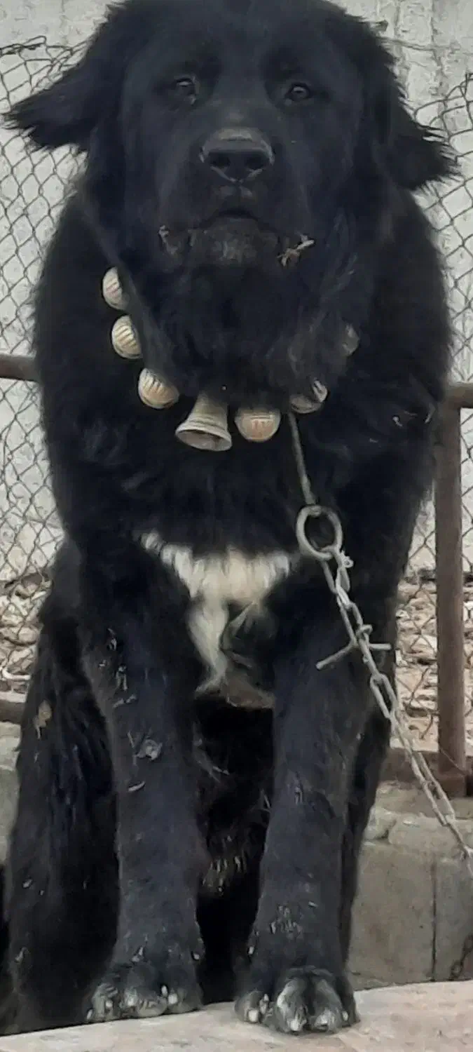 سگ قدرجونی|سگ|پیر بکران, |دیوار