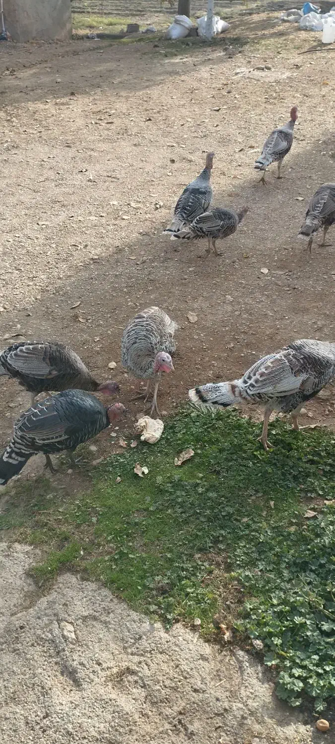 بوقلمون|حیوانات مزرعه|یاسوج, |دیوار