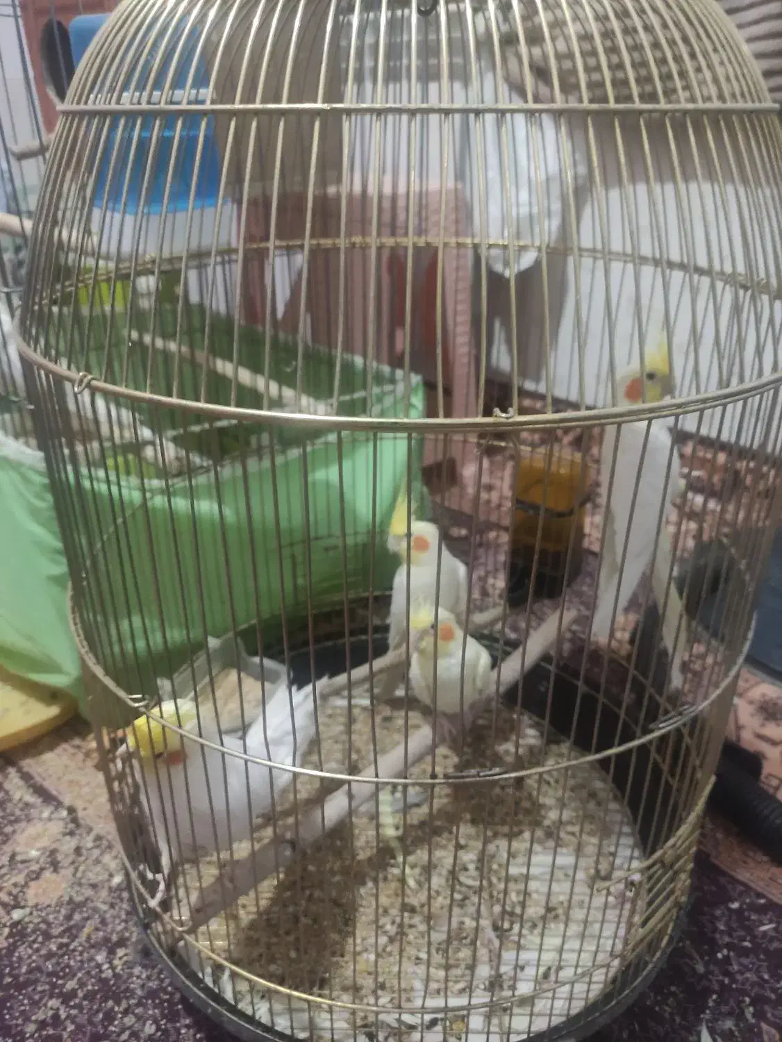 طوطی عروس هلندی|پرنده|همدان, |دیوار