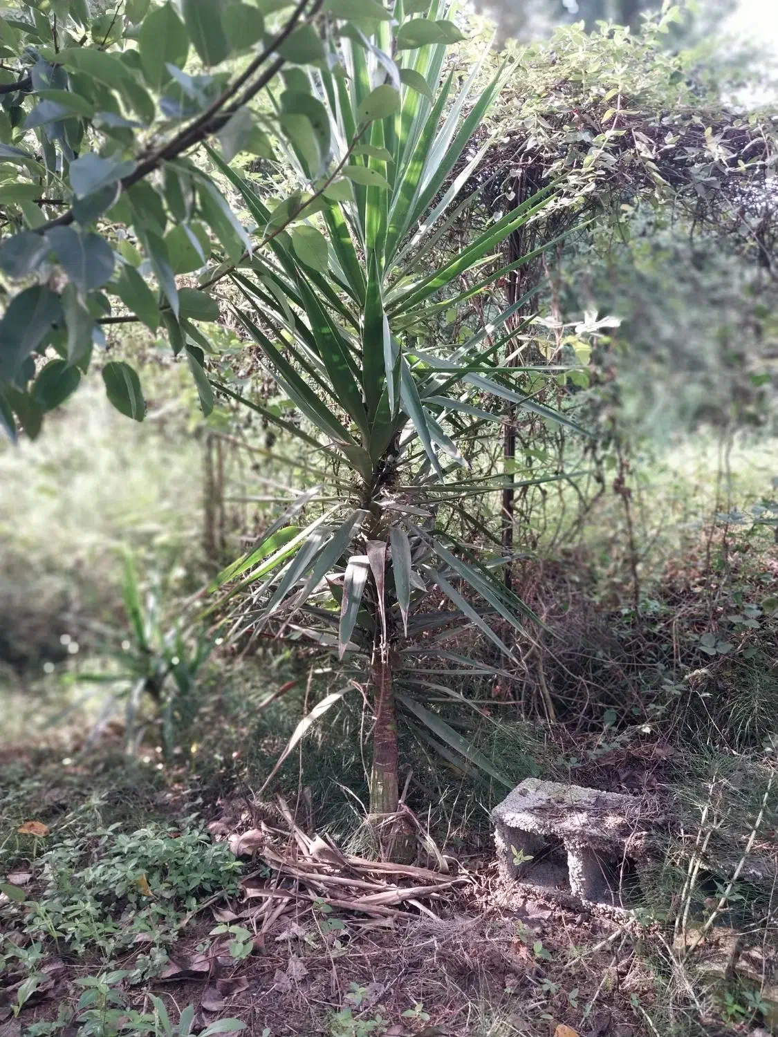 یوکا چند ساله|گل و گیاه طبیعی|رشت, حومه رشت|دیوار