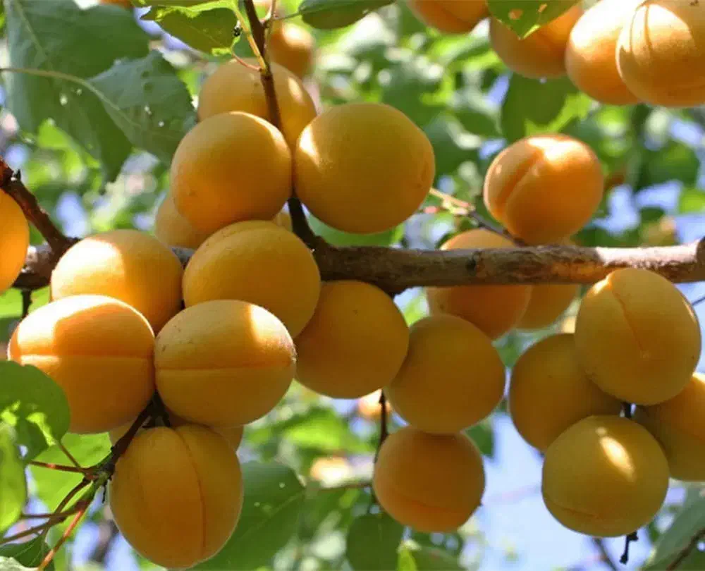 نهـال سـالم و با کـیفـیت ،مناسب بـاغ و ویــلا|خدمات باغبانی و درختکاری|سیروان, |دیوار