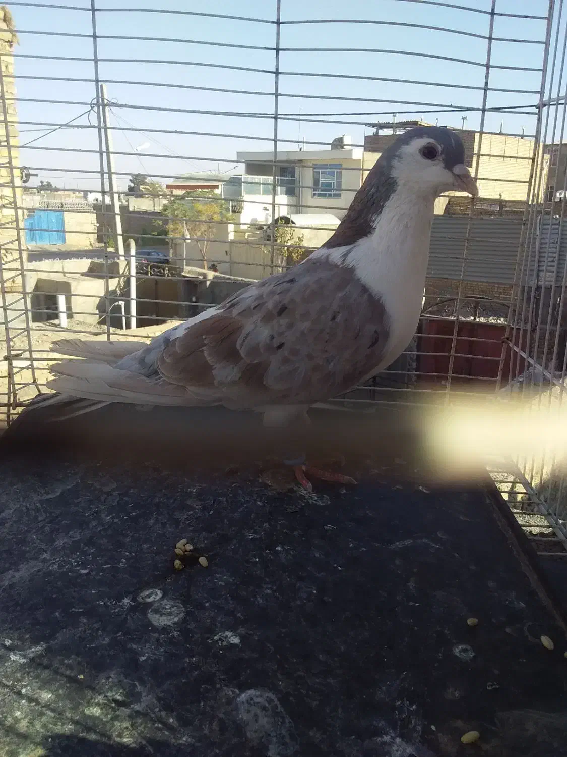 یک جفت کفتر ساده هفترنگ|پرنده|تربت جام, شهرک معلم|دیوار