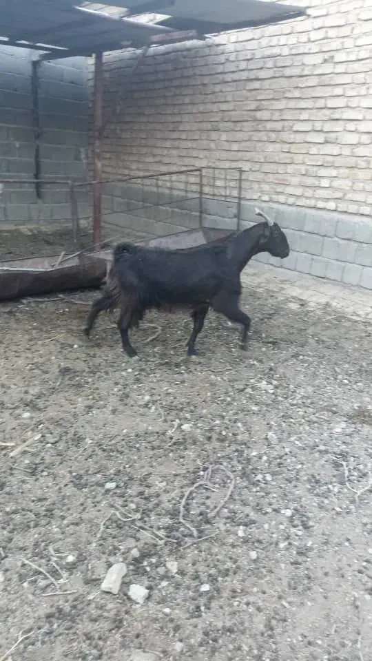 بز خارجی کهره دار و بز آبستن سرگلون|حیوانات مزرعه|شیراز, فرودگاه شهید دستغیب شیراز|دیوار