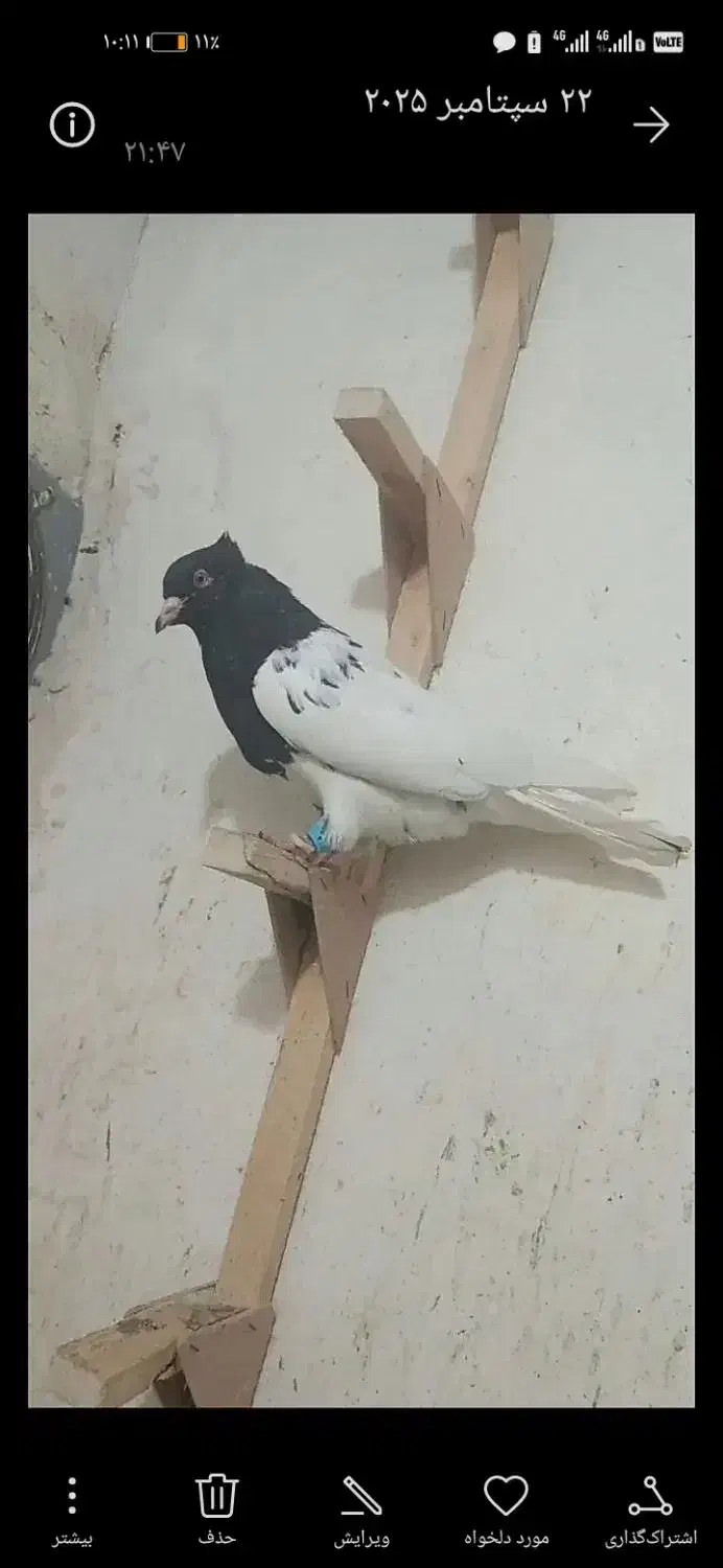 کبوتر|پرنده|شیراز, رکن‌آباد|دیوار