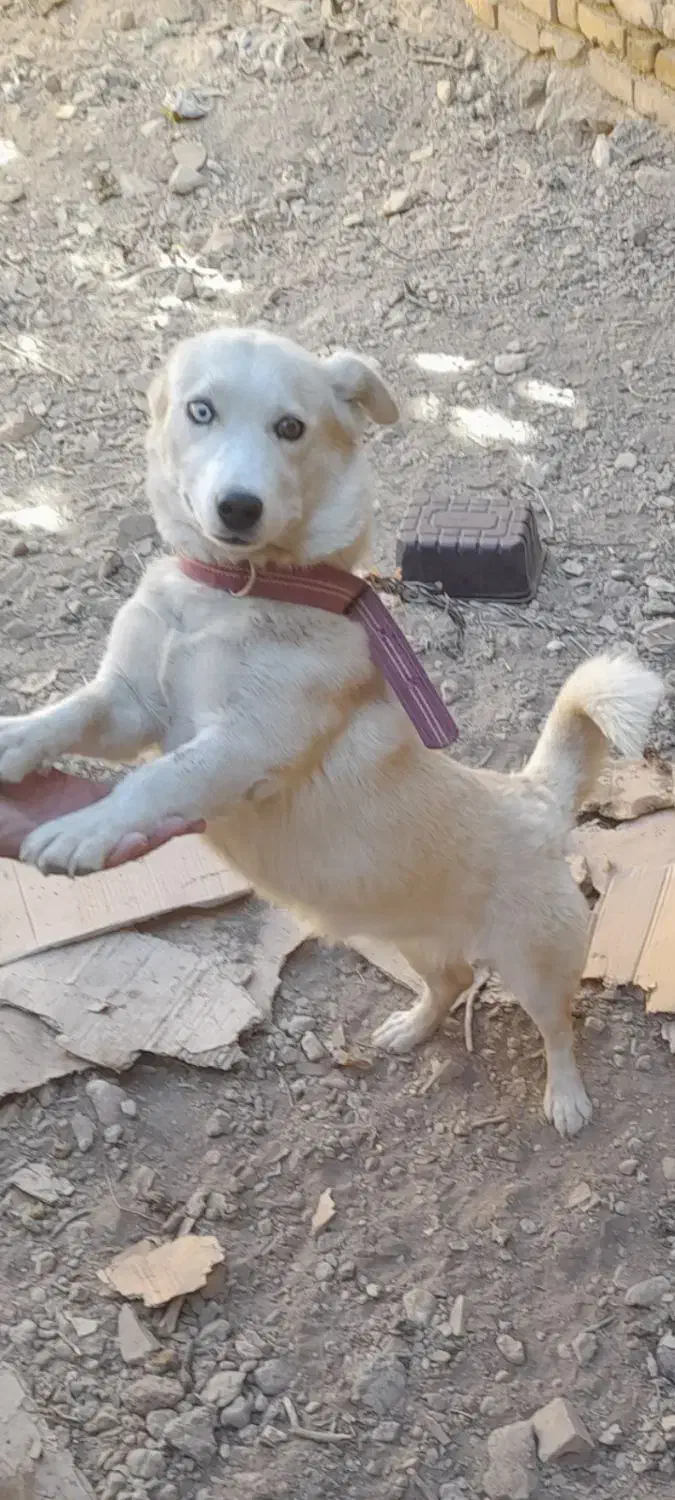 سگ ژرمن هاسکی|سگ|بهمن صغاد, |دیوار