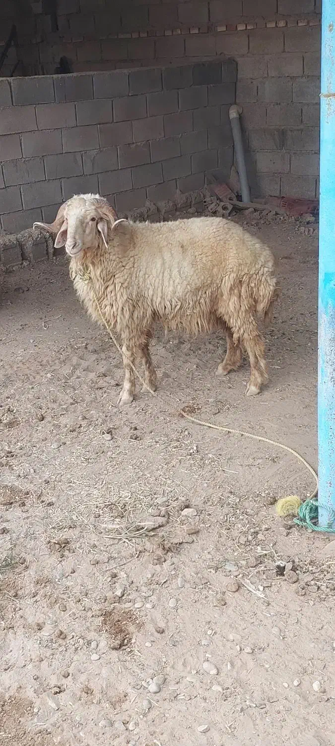 عبدالخان ...قوچ  سالم وسرحال یک سال ونیم عمرشه|حیوانات مزرعه|کرخه, |دیوار