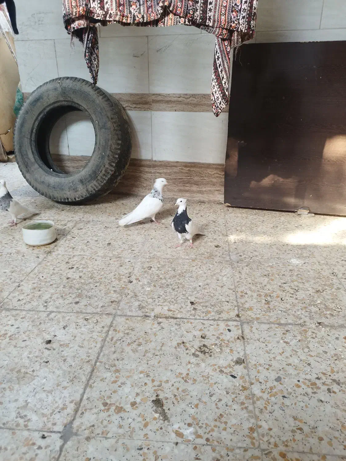 کبوتر|پرنده|سوسنگرد, |دیوار