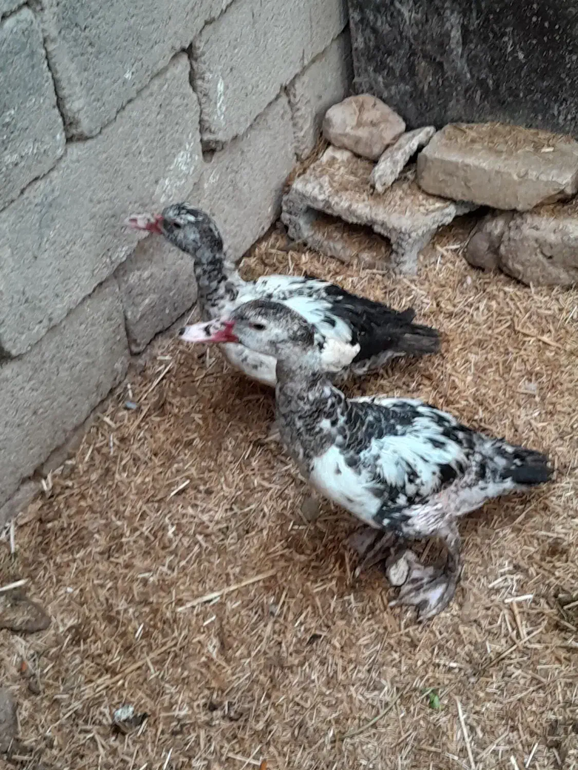 اردک|حیوانات مزرعه|جوادآباد, |دیوار