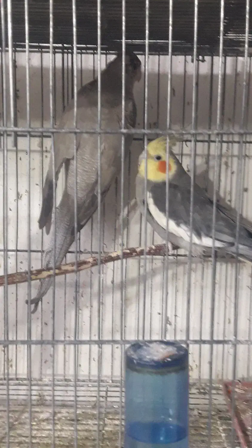 عروس|پرنده|کاشان, فاز ۱ ناجی آباد|دیوار