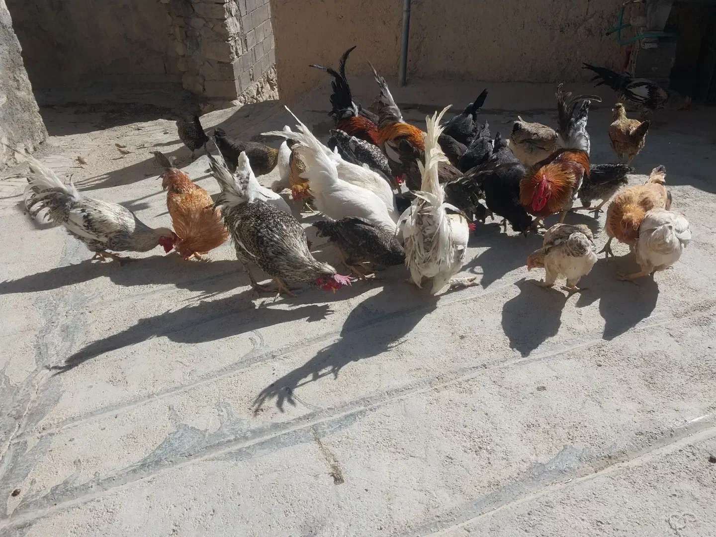 خسی محلی اصل.|حیوانات مزرعه|مارگون, |دیوار