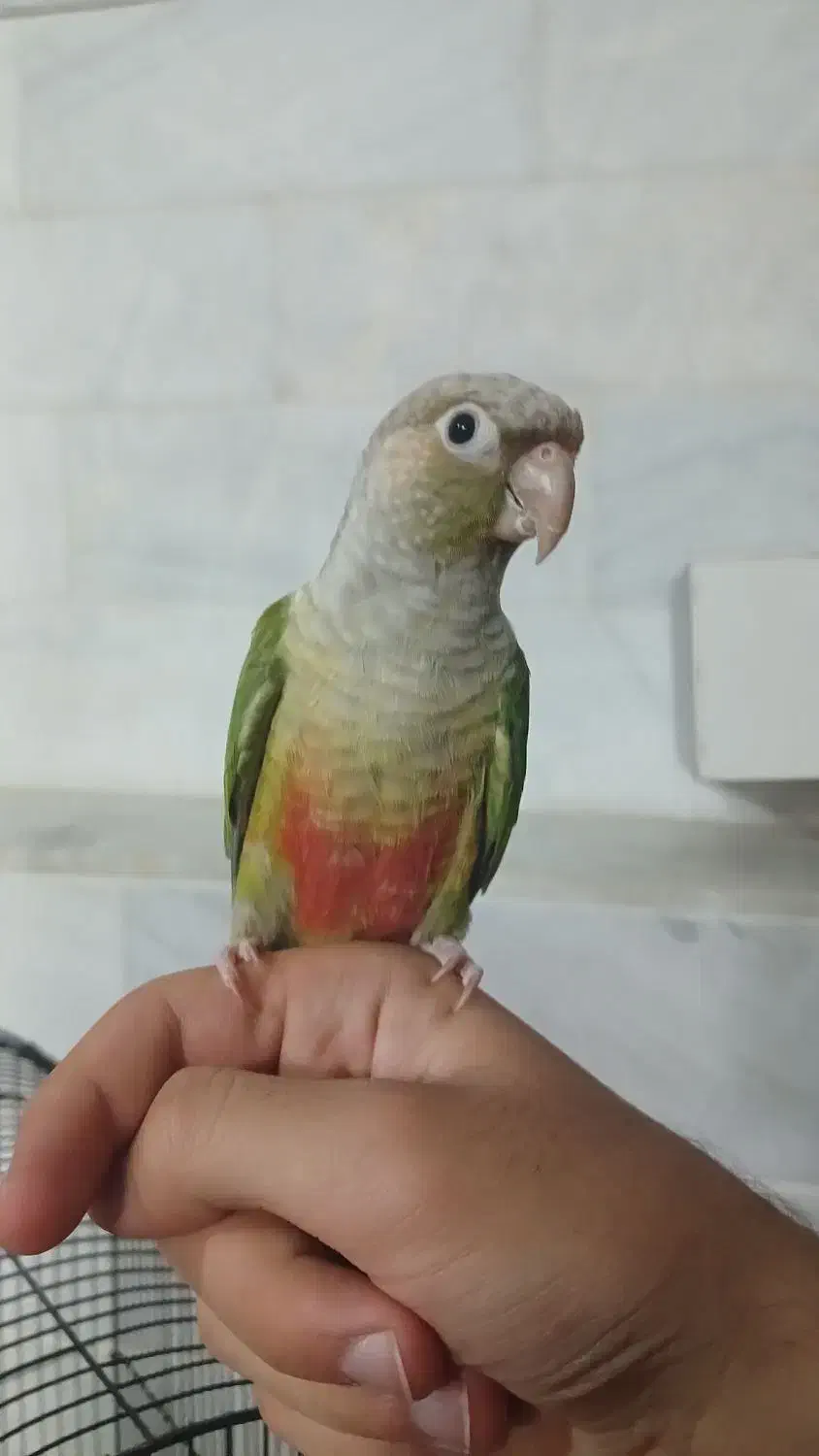 گرینچیک|پرنده|قم, انسجام|دیوار