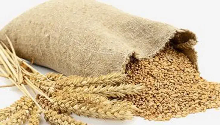 گندم آبی|گل و گیاه طبیعی|فارسان, |دیوار